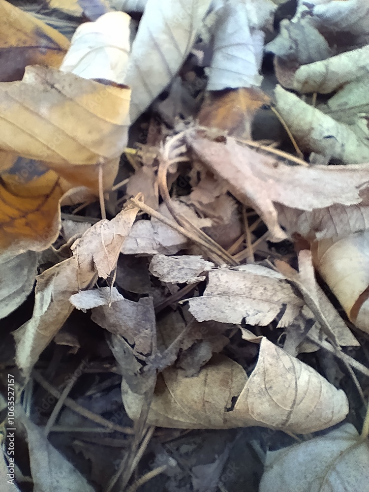 Dry leaves on the ground close-up Dry leaves on the ground close-up