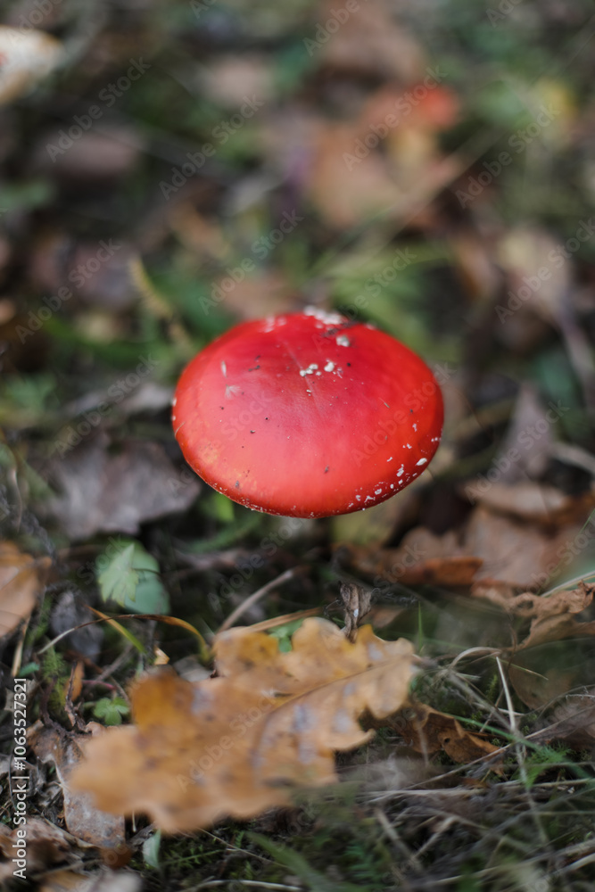 Bright red fly agaric in the grass in the forest. Beautiful natural background. Red mushroom with white dots. Poisonous mushroom. Medicinal mushroom. Bright red fly agaric in the grass in the forest. Beautiful natural background. Red mushroom with white dots. Poisonous mushroom. Medicinal mushroom.