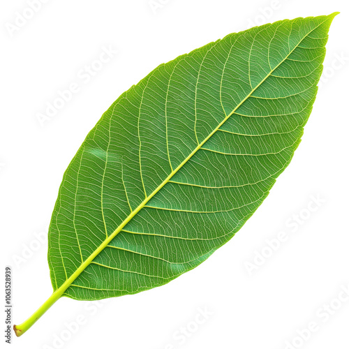 Green leaf with detailed vein patterns isolated transparent