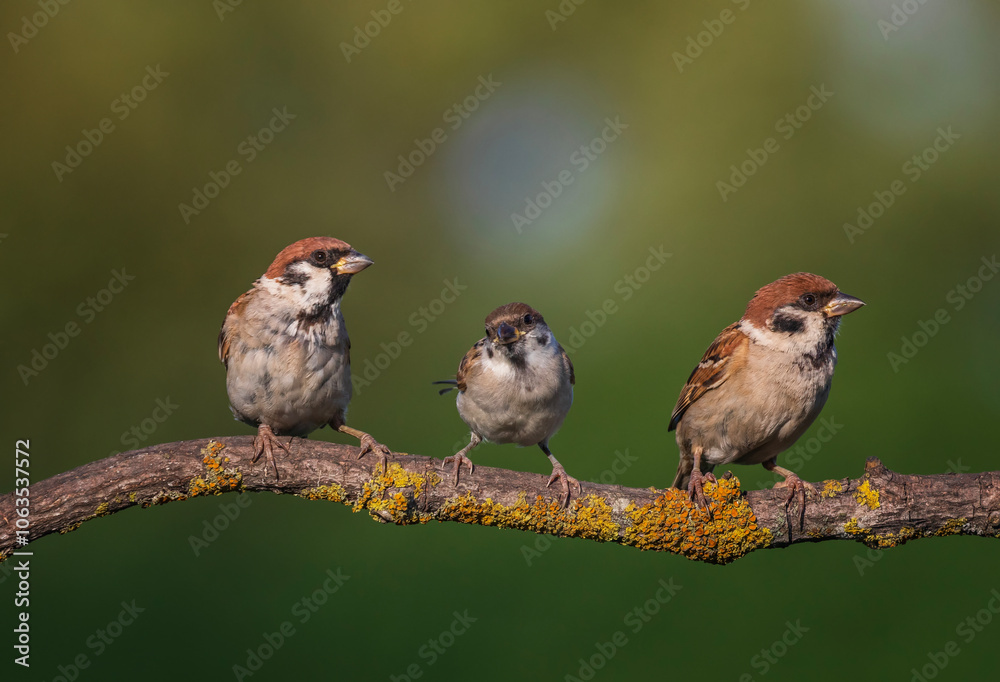 three birds sparrows sitting on a tree branch against the background of a green spring garden three birds sparrows sitting on a tree branch against the background of a green spring garden