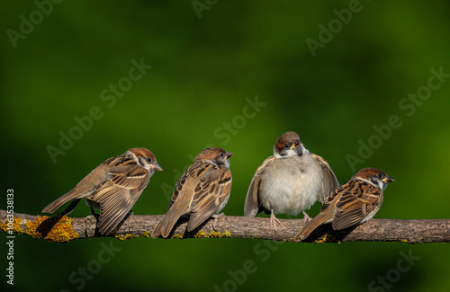 little chicks birds sparrows sitting on a vekta on the background of a green ...