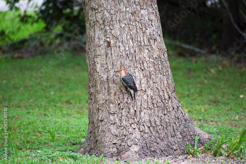 woodpecker on a tree