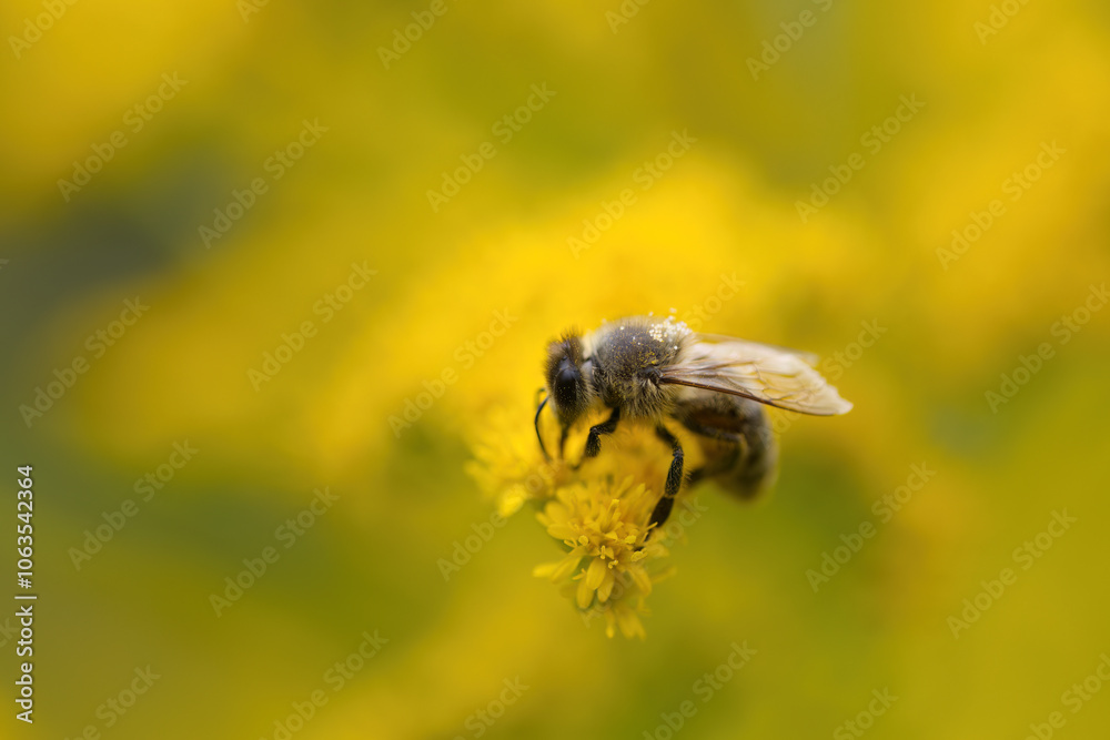 close up honey bee from the front and side, honey bee with pollen, bee on yellow flower, close-up of bee surrounded by soft yellow flowers, insect on yellow flower