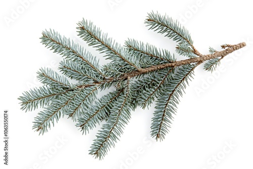 Blue Spruce Branch Isolated on White Background Christmas Evergreen Winter Decoration