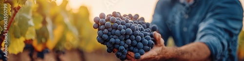 Farmer picking ripe grapes from the vine during the harvest season, [crops labor], [grape harvest and winemaking].