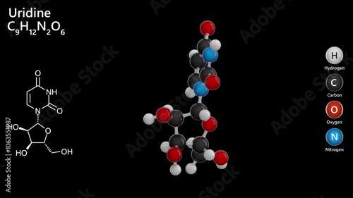 Uridine. Ribonucleoside. Animated 3D model of a molecule. Molecular formula: C9H12N2O6 Chemical model: Ball and stick. Black background. 3D rendering. Seamless loop. photo