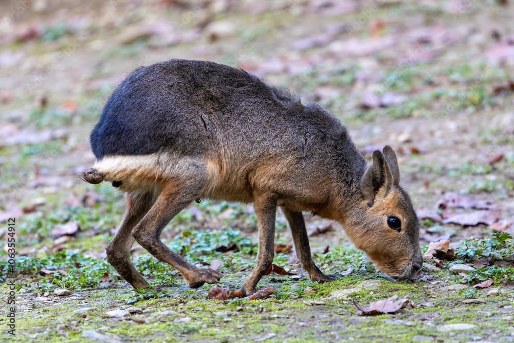 Fototapeta premium Mara