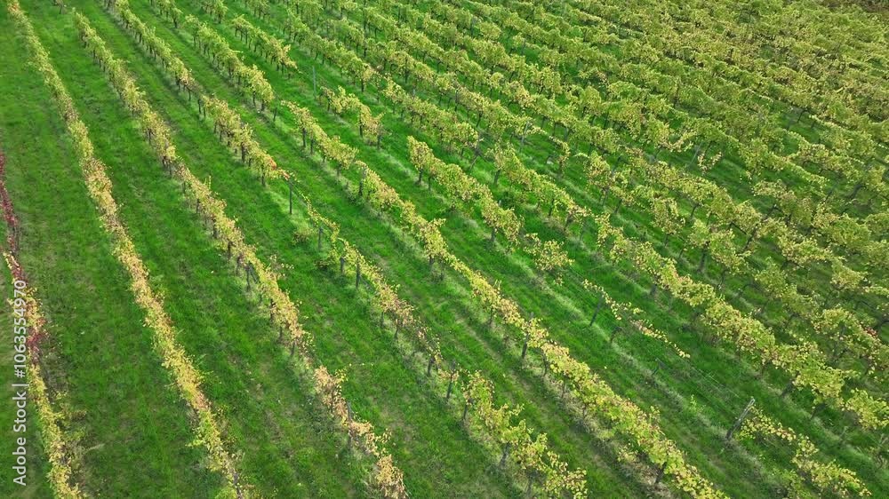Beautiful aerial view of vineyards during sunset in Tuscany, Italy . Vineyard wonderful landscape Beautiful aerial view of vineyards during sunset in Tuscany, Italy . Vineyard wonderful landscape
