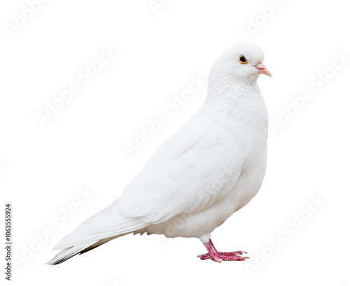 Full-length snow-white pigeon isolated on white background