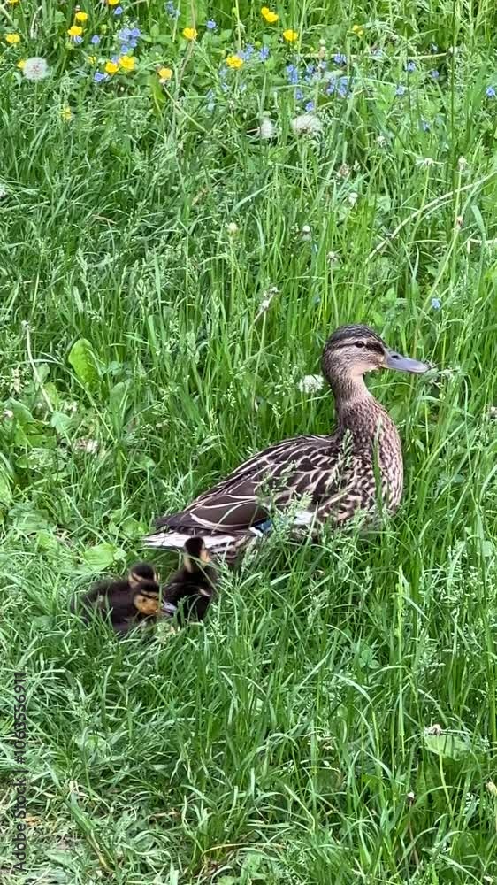 A mother mallard sits in the grass with her ducklings. Ducklings. Wild animals. Bird and nature A mother mallard sits in the grass with her ducklings. Ducklings. Wild animals. Bird and nature