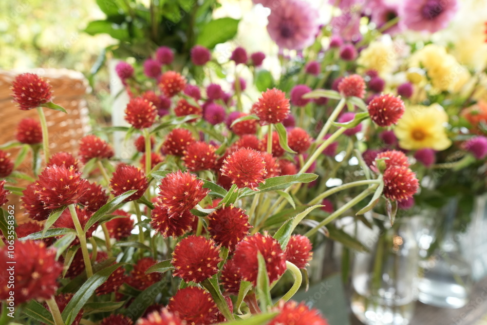 Pink globe Amaranth flower, isolated, in the garden - 千日紅の花