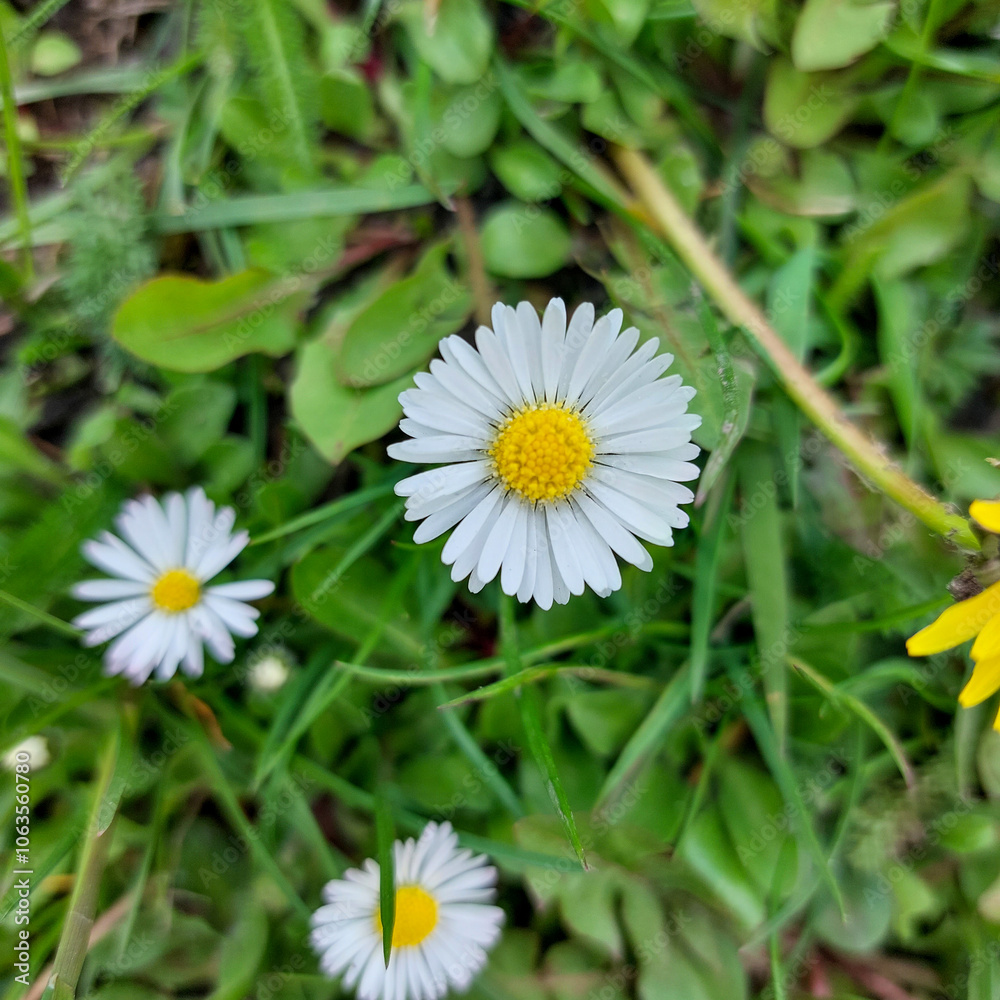 Close-Up of White Daisies with Yellow Centers in Green Grass Close-Up of White Daisies with Yellow Centers in Green Grass