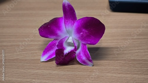 Purple orchid on a wooden table photo