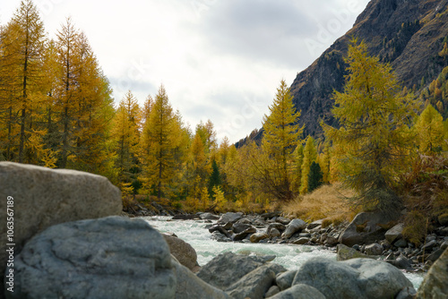 Indian summer in Val Roseg near Pontresina. Indian summer in the Swiss Alps, with golden larch trees