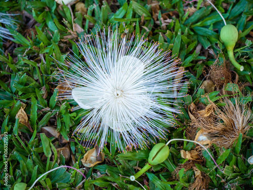 Fallen White Tropical Tree Blossom on Green Grass in Manoa, Hawaii. photo