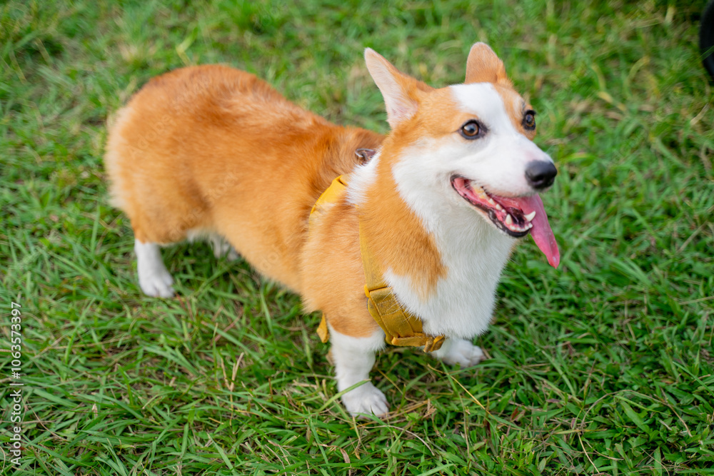 Cute corgi dog is quite happy and happy while walking on the grass in the spring park Cute corgi dog is quite happy and happy while walking on the grass in the spring park