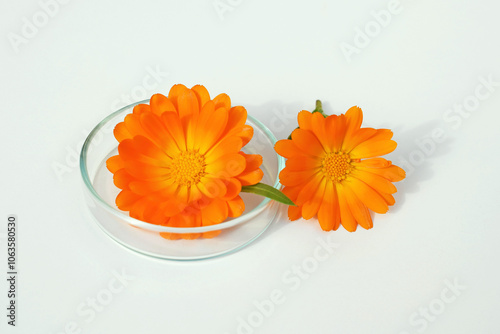 Calendula officinalis flowers, one in a petri dish