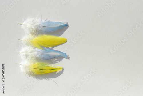 Blue and yellow budgerigar feathers on white background, copy space for text