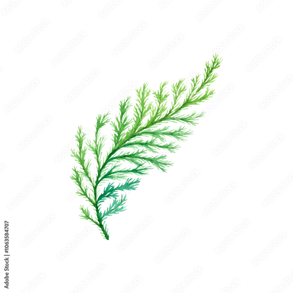 Christmas and New year watercolor hand drawn png decoration: graceful carved green leaf. Element for design pattern, invitation, textile, card, scrapbook. One object isolated on transparent. Christmas and New year watercolor hand drawn png decoration: graceful carved green leaf. Element for design pattern, invitation, textile, card, scrapbook. One object isolated on transparent.