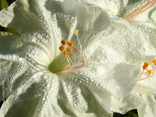 Fiore della bella di notte photo