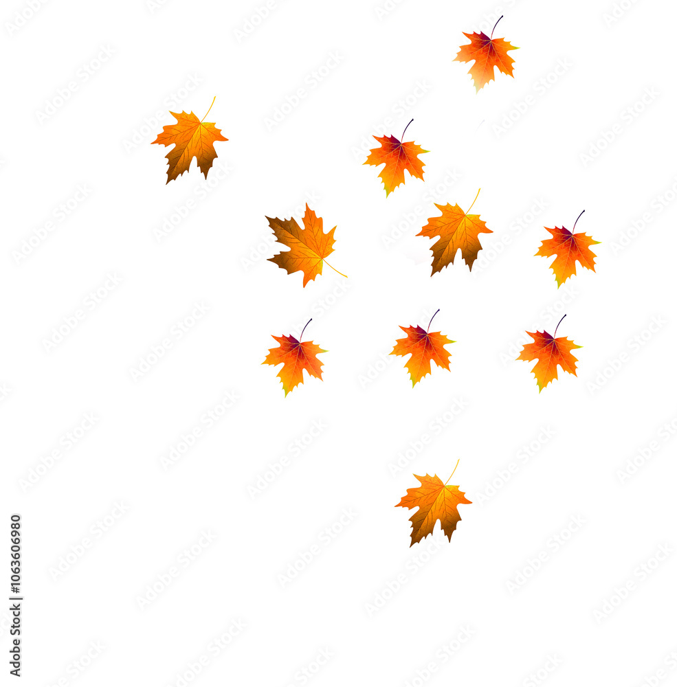 Fototapeta premium Fallen yellow maple leaves on a white background