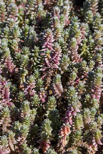 Close-up of the succulent leaves of aa soutbossie, growing along the upper tidal pools at Diaz Point at Luderitz, Namibia photo