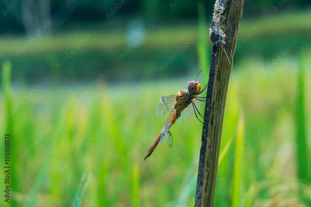 Dragonfly perched on a bamboo pole with a rice field in the background on a day after rain. Dragonfly perched on a bamboo pole with a rice field in the background on a day after rain.