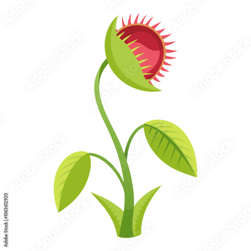 Venus flytrap. Carnivorous plant flat style isolated. Dionaea flycatcher plant. Vector illustration
