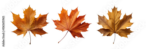 Three maple leaves arranged in a row, transparent background image