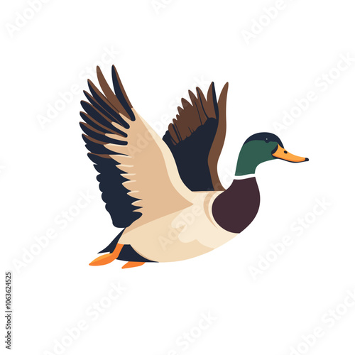 mallard vector