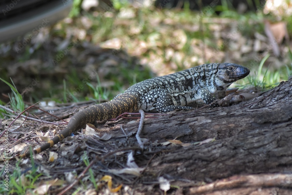Fototapeta premium Lagarto overo argentino 