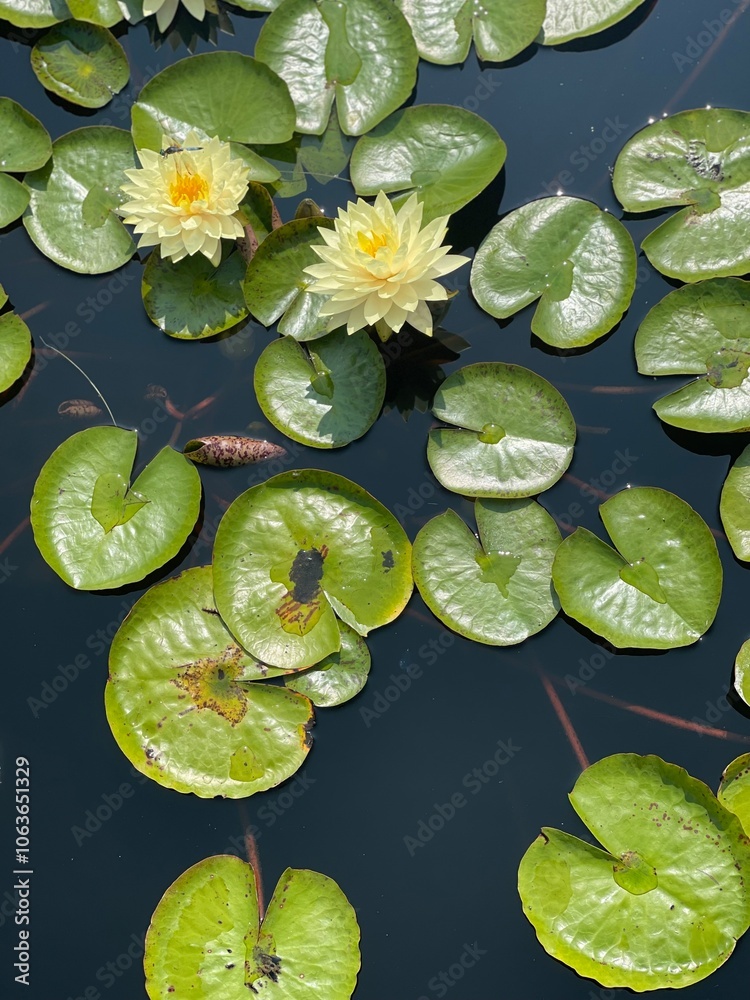 Yellow water lily Yellow water lily