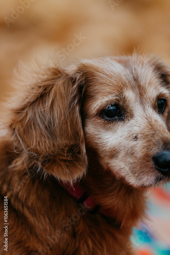 An old little dog. A half-breed long-haired dachshund in the park in autumn. A dog in yellow leaves.