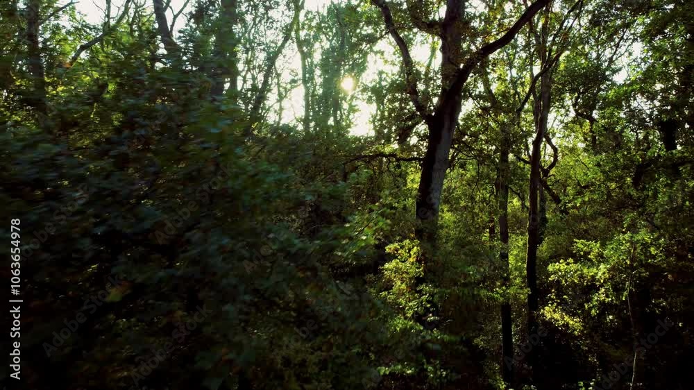 Beautiful forests woodland Aerial drone sunset in the woodland forest deciduous Alpine nature Beautiful forests woodland Aerial drone sunset in the woodland forest deciduous Alpine nature