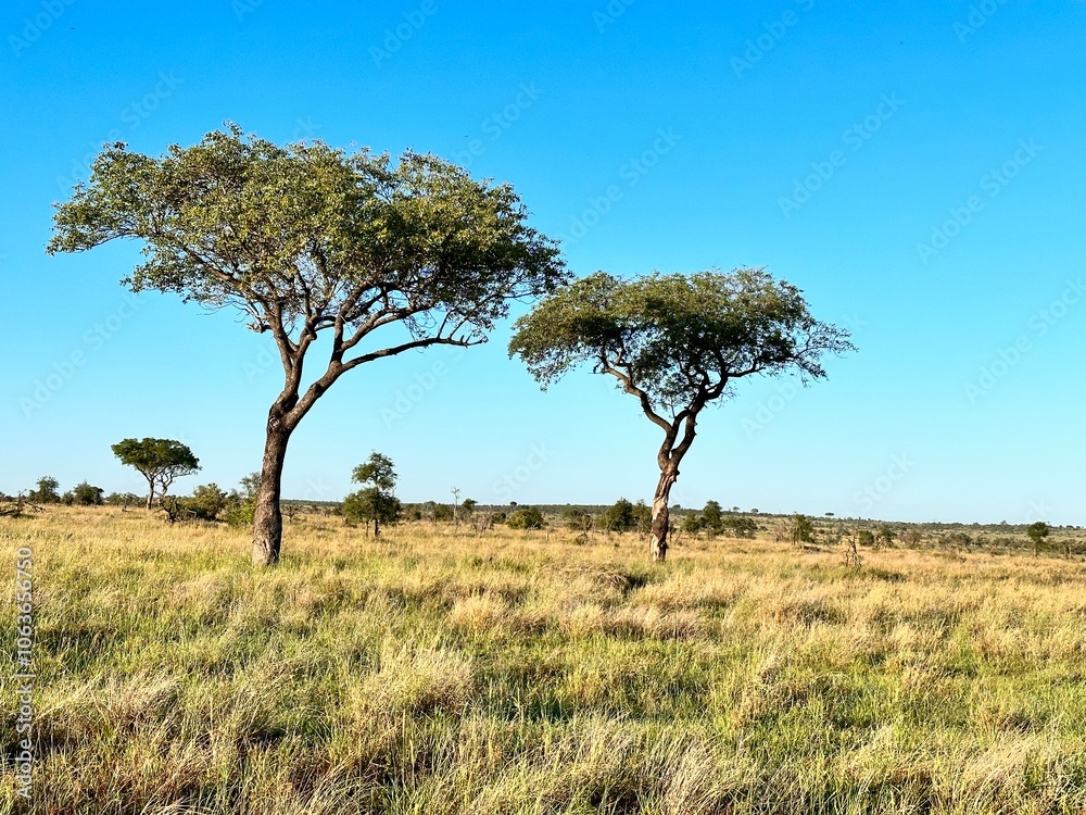 safari safari