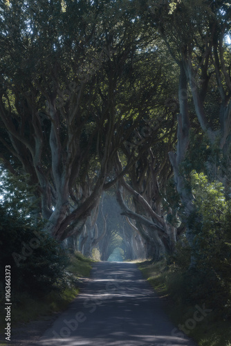 Road in the woods at a foggy morning