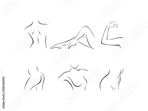 Vector of set of stylized female body parts Set of stylized body parts illustration.
