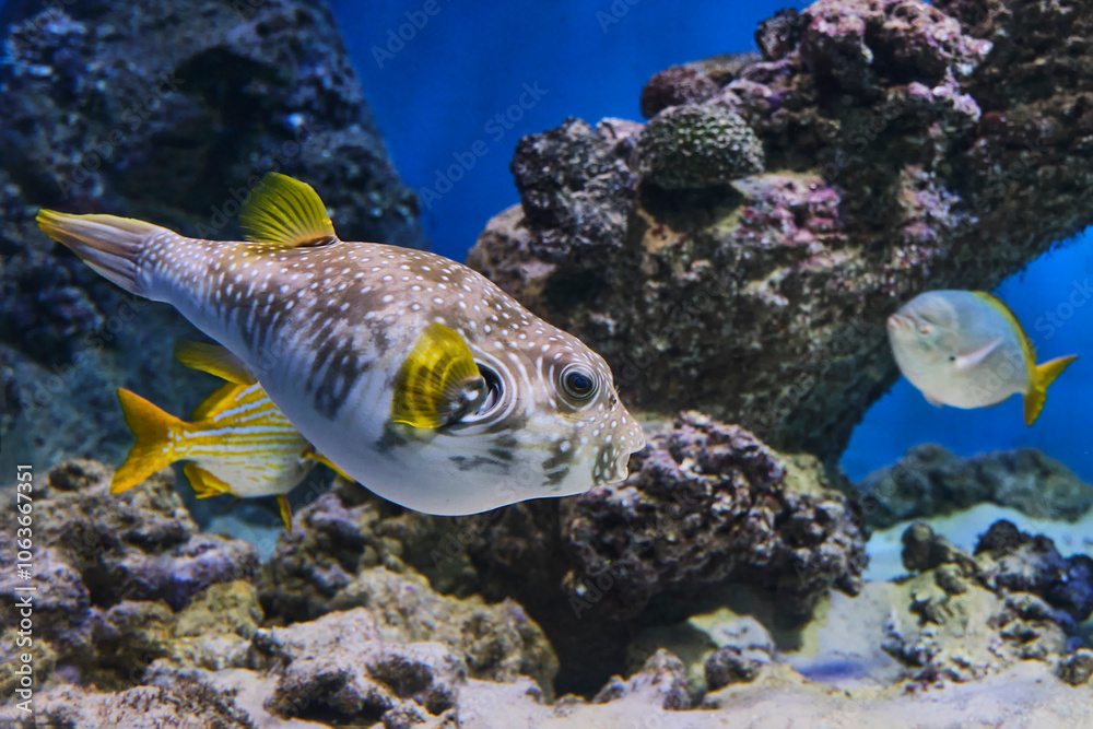 Fototapeta premium Spiny arotron swimming in aquarium.