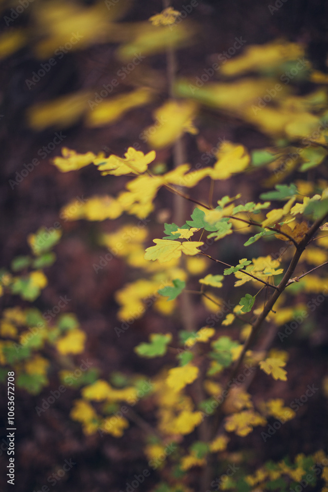 close up of autumn tree with yellow foliage close up of autumn tree with yellow foliage