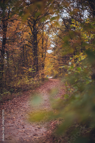 view of autumn park and path through forest