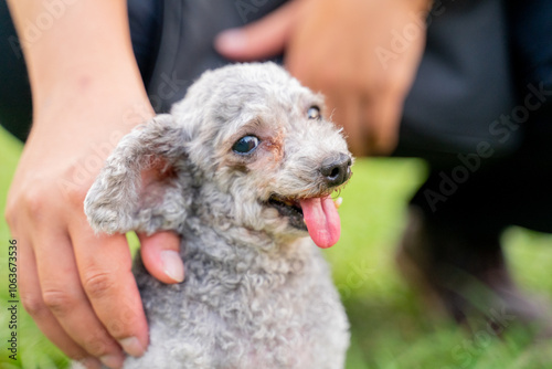 The cute poodle dog plays happily on the grass in the park on the weekend and is quite happy