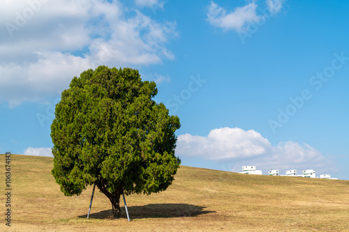Alone Tree of lush grass field on hill with cityscape landscape in park Seoul city, South Korea