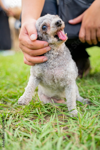 The cute poodle dog plays happily on the grass in the park on the weekend and is quite happy