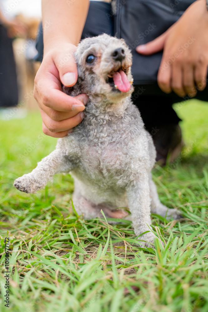 The cute poodle dog plays happily on the grass in the park on the weekend and is quite happy The cute poodle dog plays happily on the grass in the park on the weekend and is quite happy