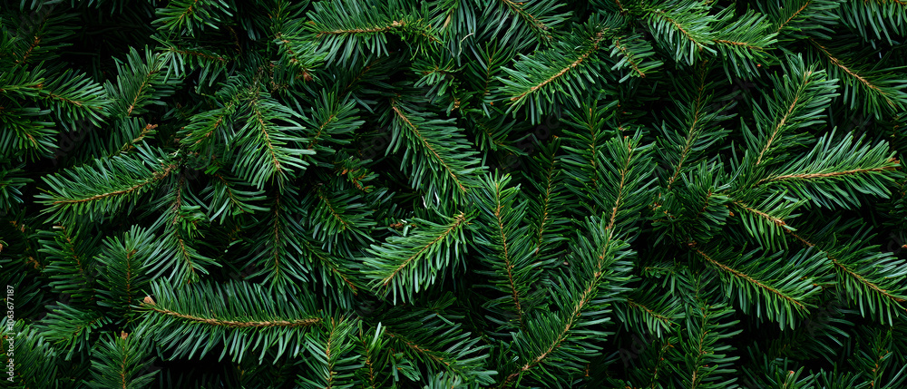 Lush Green Pine Tree Branches Background Texture Lush Green Pine Tree Branches Background Texture