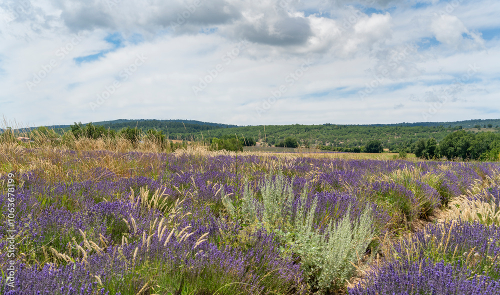 Lavender field in France Lavender field in France