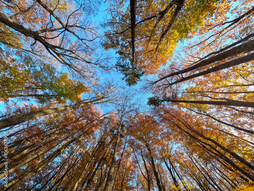 Looking up at autumn forest canopy with blue sky
