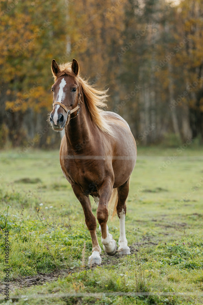 The brown horse is running. The horse is in motion. A horse in nature in autumn. The brown horse is running. The horse is in motion. A horse in nature in autumn.