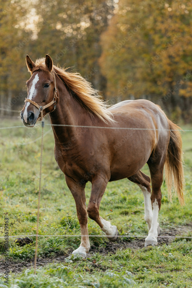 The brown horse is running. The horse is in motion. A horse in nature in autumn. The brown horse is running. The horse is in motion. A horse in nature in autumn.