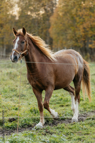 The brown horse is running. The horse is in motion. A horse in nature in autumn.